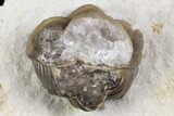 Enrolled Kainops Trilobite Filled With Quartz Crystals - Oklahoma #142087-1